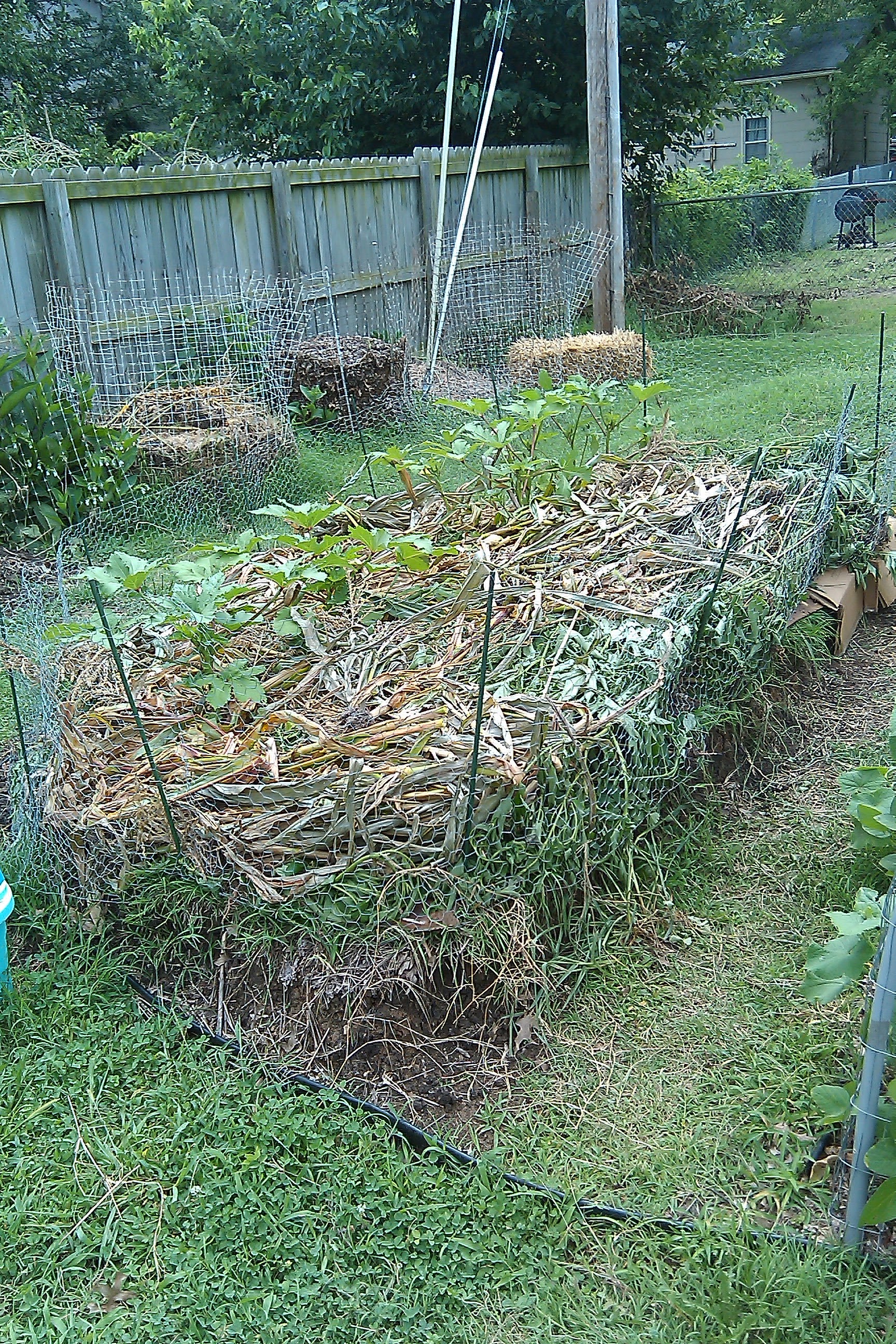 ragweed sheet mulch