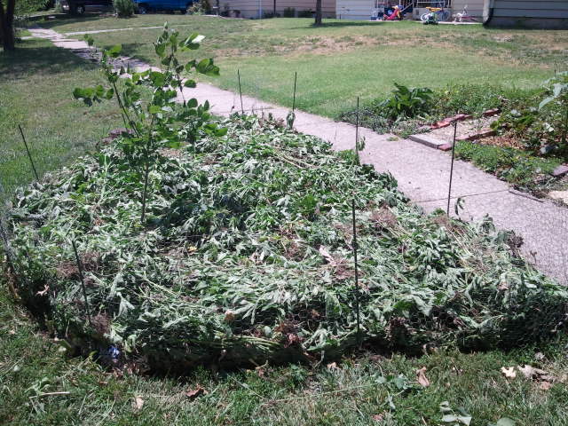 ragweed sheet mulch