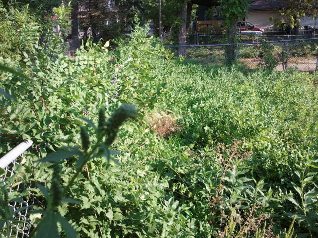 View inside the fence before clearing weeds