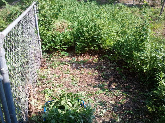 Vegetation removed from the nearest corner