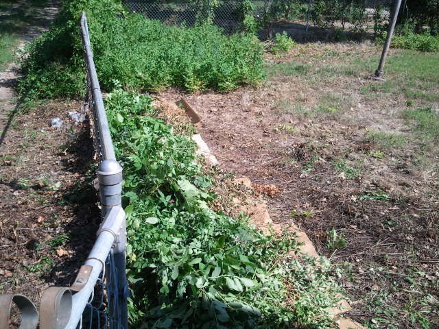 The mulch gets deeper as the clear-cut gets wider