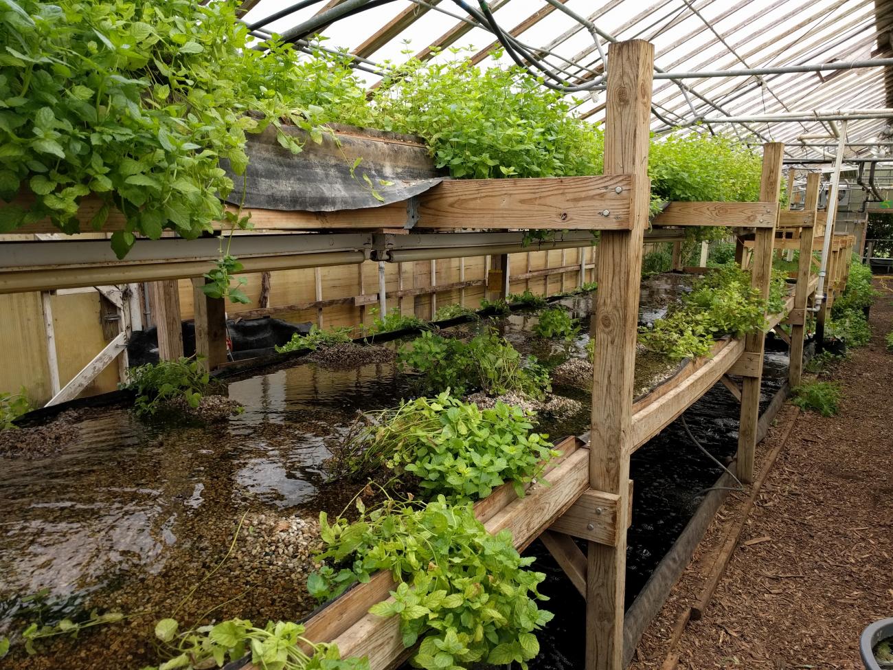 inside a Growing Power greenhouse